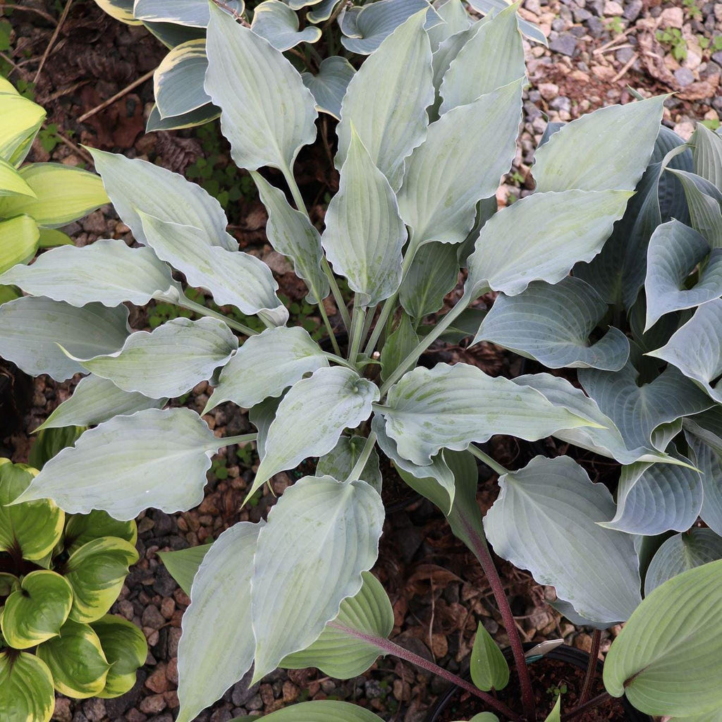 hosta BUTTONWOOD BAY small frosty blue thick wavy pointed rare new ruffled perennial = 1 Potted Garden Plant
