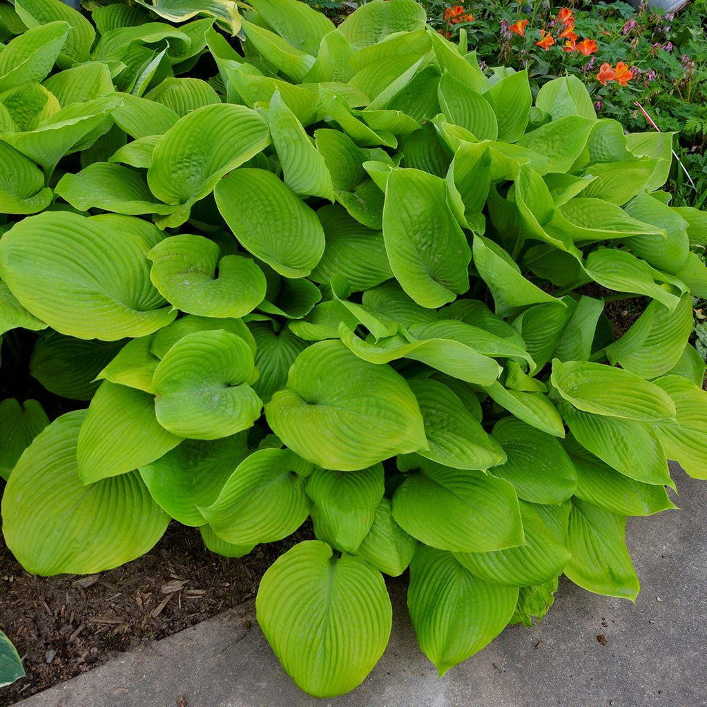 hosta SUM AND SUBSTANCE large huge yellow classic giant sun gold pot perennial = 1 Potted Garden Plant