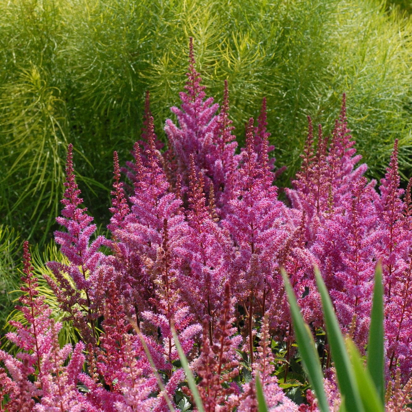 Astilbe MAGGIE DALEY sun flower chinensis false spirea purple hardy perennial = 1 Potted Garden Plant