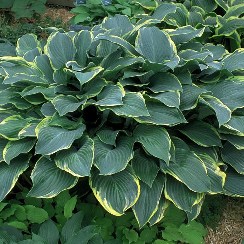 hosta REGAL SPLENDOR large blue upright Hosta of the Year 2003 classic perennial = 1 Potted Garden Plant