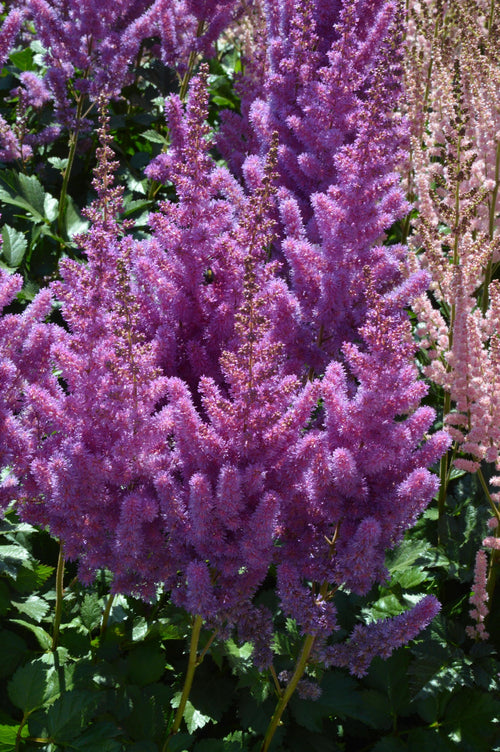 Astilbe BLACK PEARLS sun purple unique flower chinensis hardy perennial = 1 Potted Garden Plant