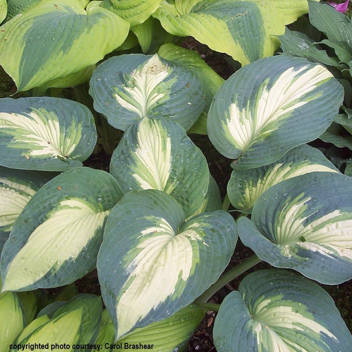 hosta HUDSON BAY large Proven Winners thick Eskimo Pie sport white flowers colorful live perennial = 1 Potted Garden Plant