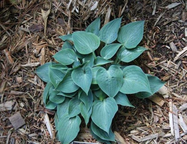hosta BABY BLUE EYES mini rare tiny little thick folded pointed heart shaped leaves perennial = 1 Potted Garden Plant