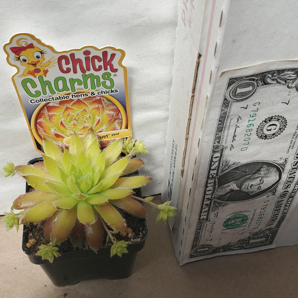 sempervivum GOLD DUST hen and chicks succulent Chick Charms hardy perennial = 1 Potted Garden Plant