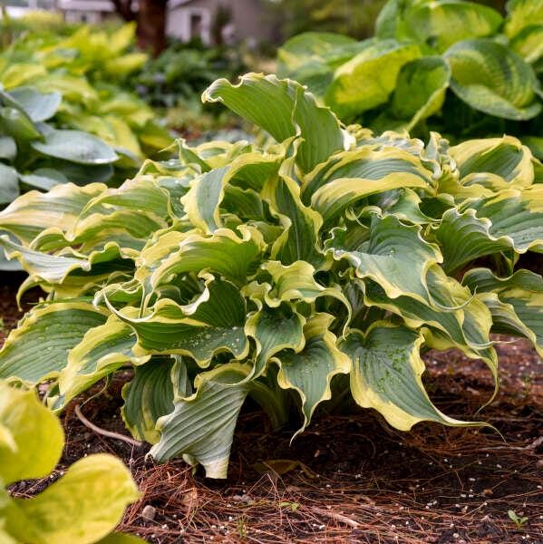 hosta VOICES in THE WIND medium wavy rippled new Proven Winners shade plants hostas disease-free = 1 Potted Garden Plant