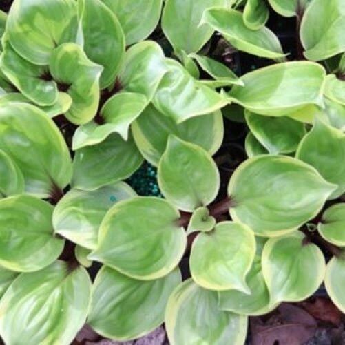hosta ONE-TRIP SALAD Bar mini cupped rare tiny vigorous little perennial = 1 Potted Garden Plant