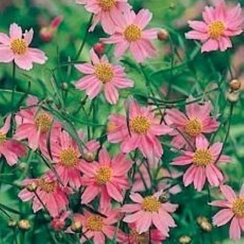 coreopsis AMERICAN DREAM pink native Tickseed hardy perennial = 1 Potted Garden Plant