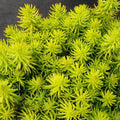 sedum ANGELINA yellow groundcover succulent drought tolerant short easy hardy perennial = 1 Potted Garden Plant