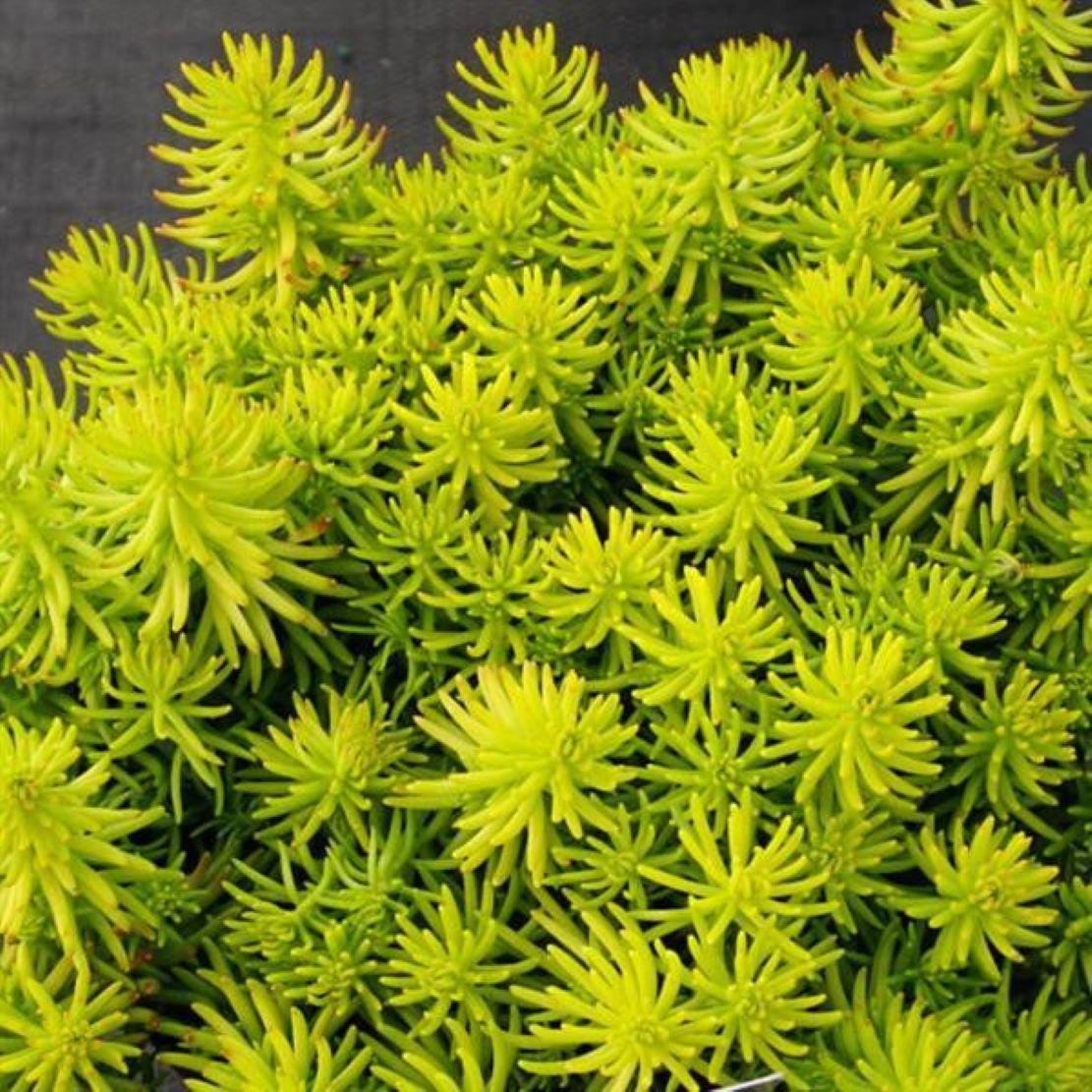 sedum ANGELINA yellow groundcover succulent drought tolerant short easy hardy perennial = 1 Potted Garden Plant