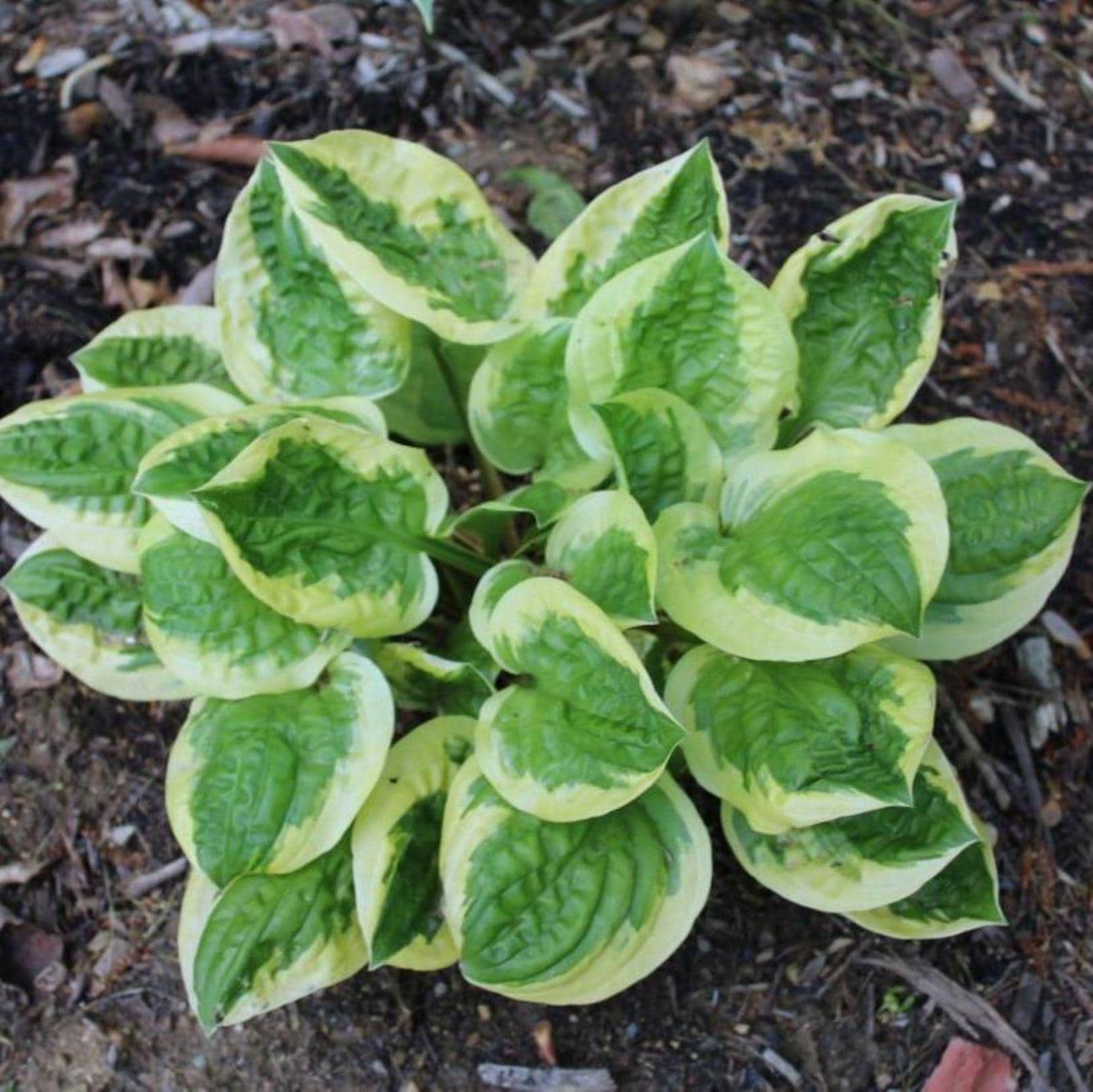 hosta FRUIT LOOP new rare mini tiny cute wavy texture healthy little perennial = 1 Potted Garden Plant