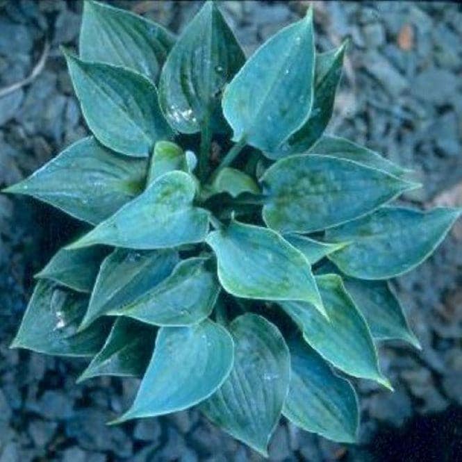 hosta BABY BLUE EYES mini rare tiny little thick folded pointed heart shaped leaves perennial = 1 Potted Garden Plant