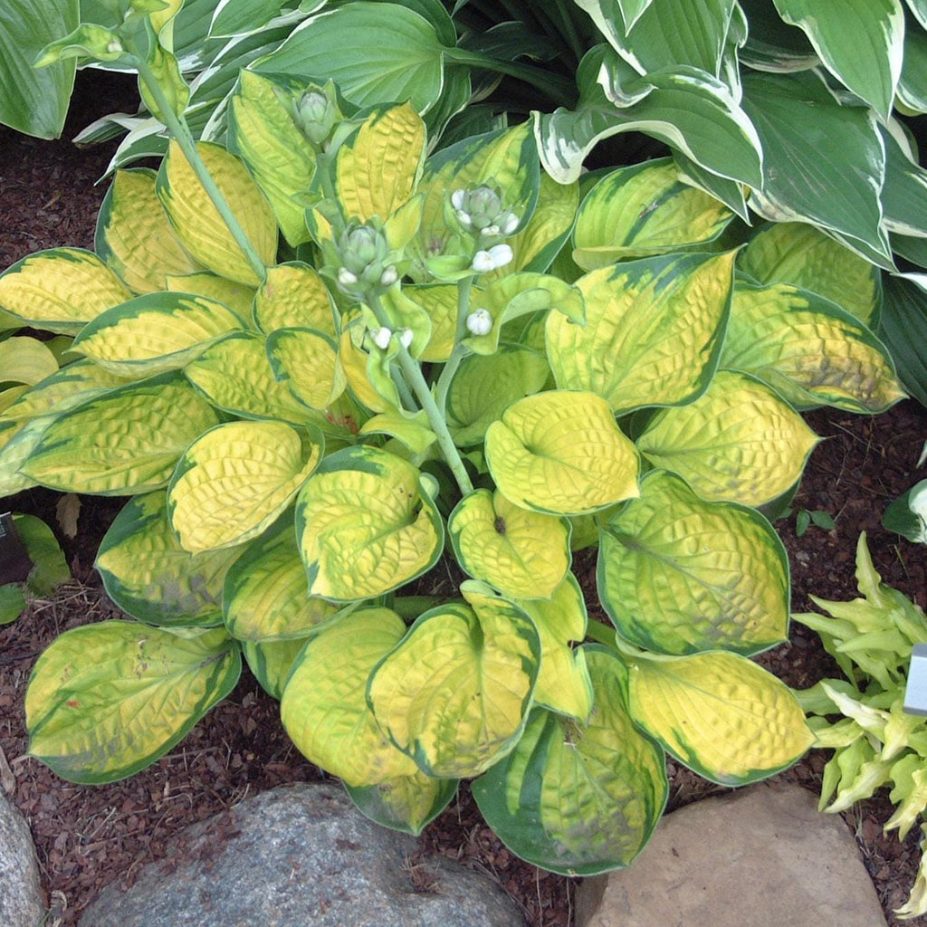 hosta RAINFOREST SUNRISE small hostas of the year thick easy gold sale shade perennial = 1 Potted Garden Plant