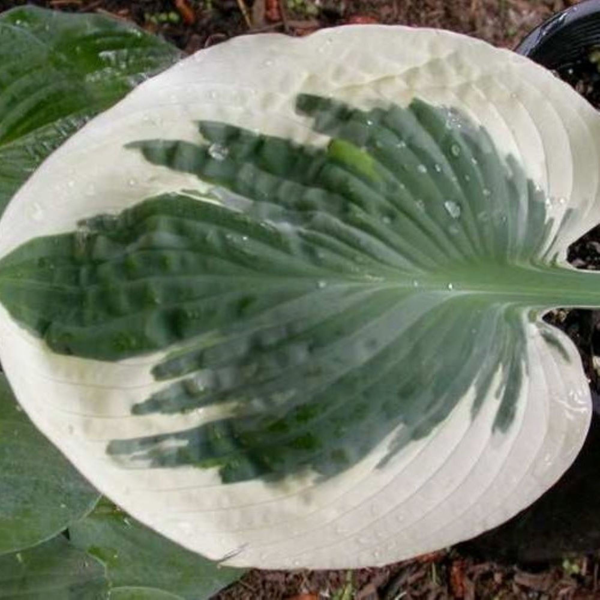 hosta BARBARA ANN large thick white blue rare big thick cupped perennial = 1 Potted Garden Plant