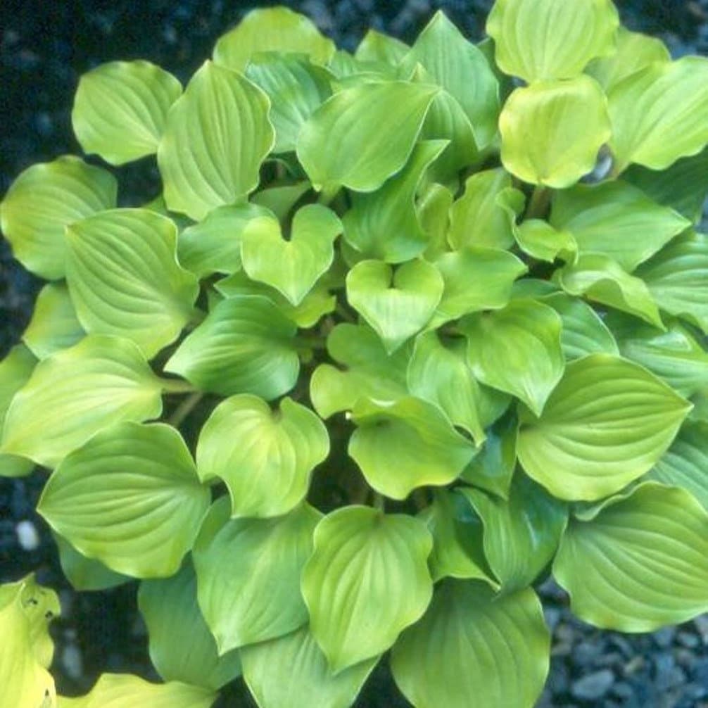 hosta CRUMB CAKE mini rare tiny vigorous little perennial = 1 Potted Garden Plant