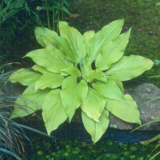 hosta SUN WORSHIPER small bright yellow pale translucent gold rare shade perennial = 1 Potted Garden Plant
