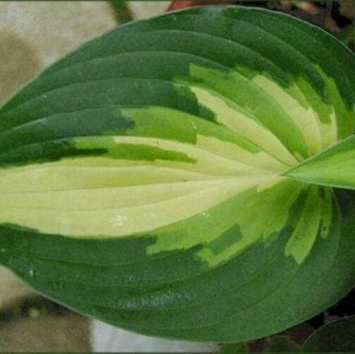 hosta ANN KULPA medium rare colorful tricolor shiny rippled heart shaped disease-free = 1 Live Potted Plant