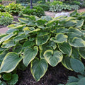 hosta VICTORY large upright award-winning big Hosta of the Year 2015 classic perennial = 1 Potted Garden Plant