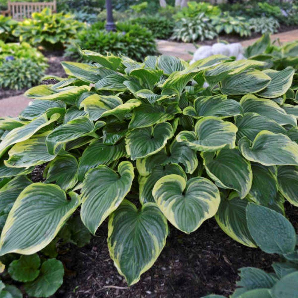 hosta VICTORY large upright award-winning big Hosta of the Year 2015 classic perennial = 1 Potted Garden Plant
