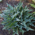 hosta TWINKLE LITTLE STAR mini pot blue rare thick tiny little perennial = 1 Potted Garden Plant