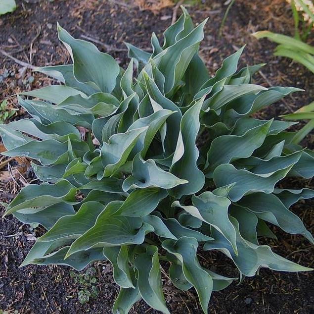 hosta TWINKLE LITTLE STAR mini pot blue rare thick tiny little perennial = 1 Potted Garden Plant