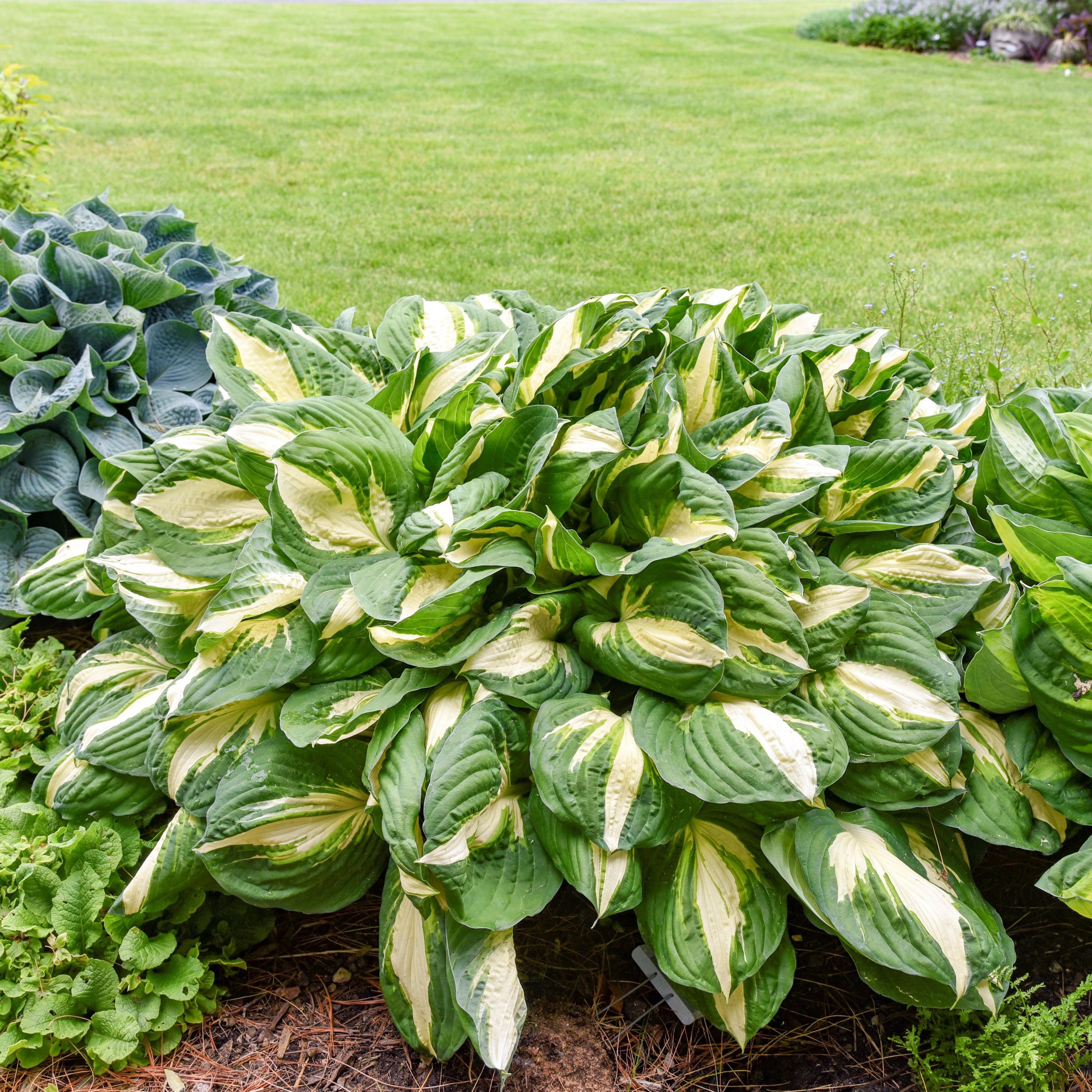 hosta VULCAN medium thick white tricolor Designer hostas slug resistant disease-free = 1 Potted Garden Plant