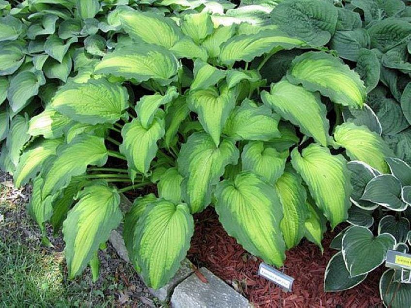 hosta EMERALD RUFF CUT small rare Island new rippled unique disease-free 2.5" pot = 1 Live Potted Plant