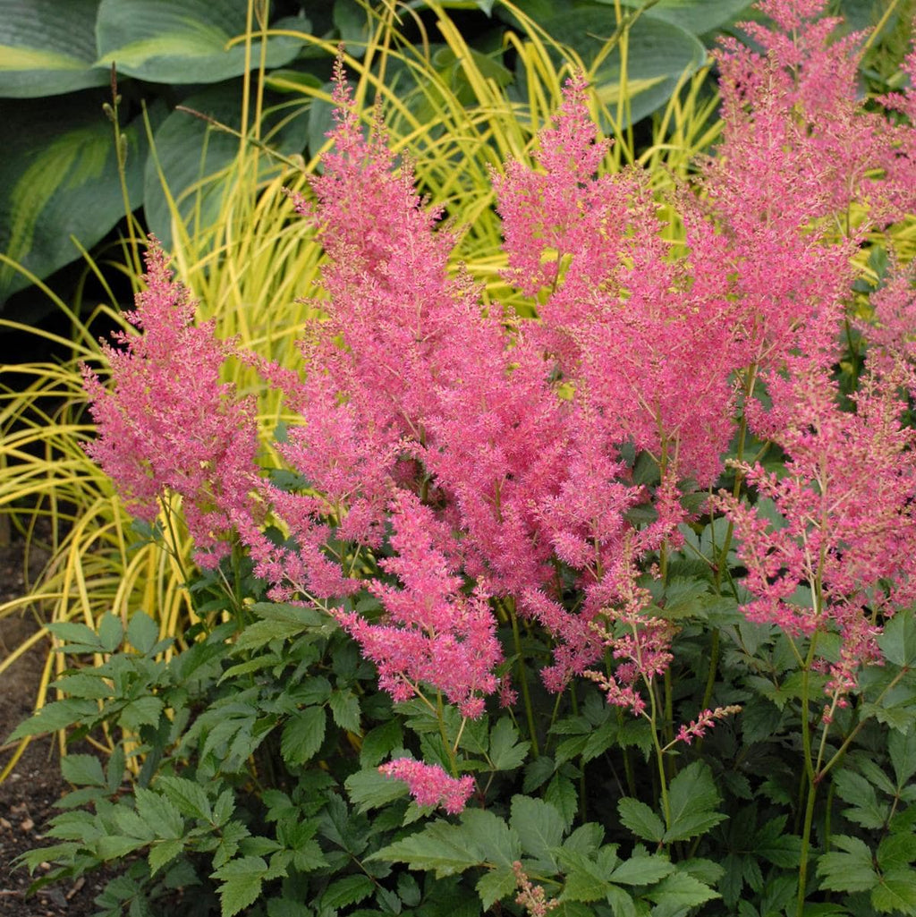 Astilbe RHINELAND japonica sun flower pink false spirea hardy perennial = 1 Potted Garden Plant