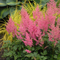Astilbe RHINELAND japonica sun flower pink false spirea hardy perennial = 1 Potted Garden Plant