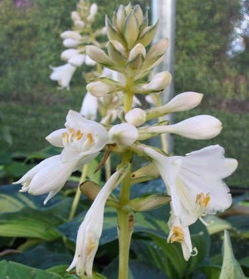hosta DREAM QUEEN medium thick cupped blue yellow round corrugated lavender flowers perennial = 1 Potted Garden Plant