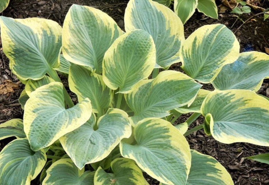 hosta BREAKWATER small rare new colorful corrugated brush strokes disease-free 2.5" pot = 1 Live Potted Plant