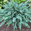 hosta WILD IMAGINATION large blue hostas wavy twisted ruffled thick perennial = 1 Potted Garden Plant