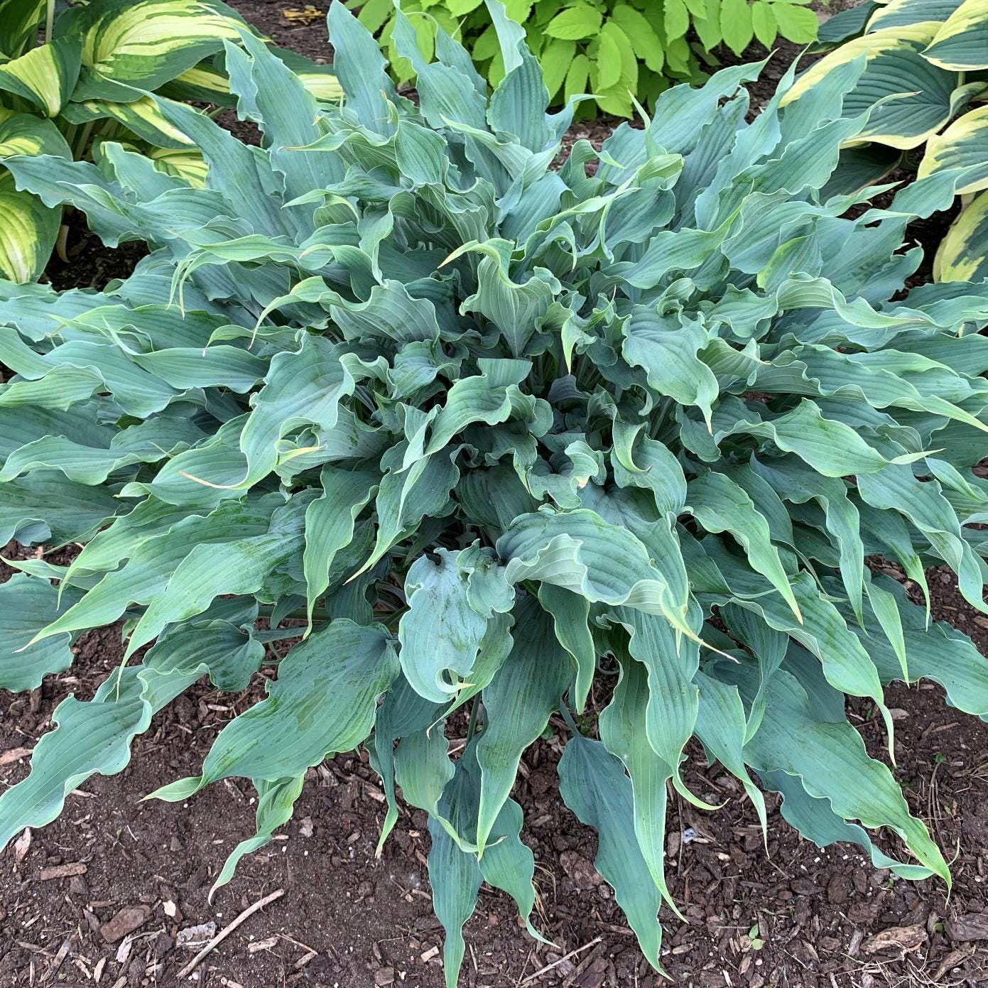 hosta WILD IMAGINATION large blue hostas wavy twisted ruffled thick perennial = 1 Potted Garden Plant