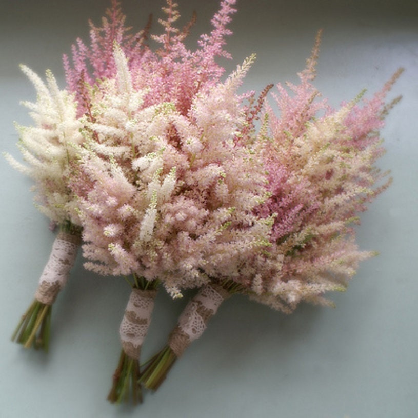 Astilbe SPRITE sun simplicifolia pink flower short small hardy false spirea rare perennial = 1 Potted Garden Plant