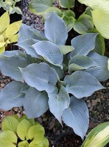hosta CHICAGO BLUES small new longiana wax purple rare folded frosty blue perennial = 1 Potted Garden Plant