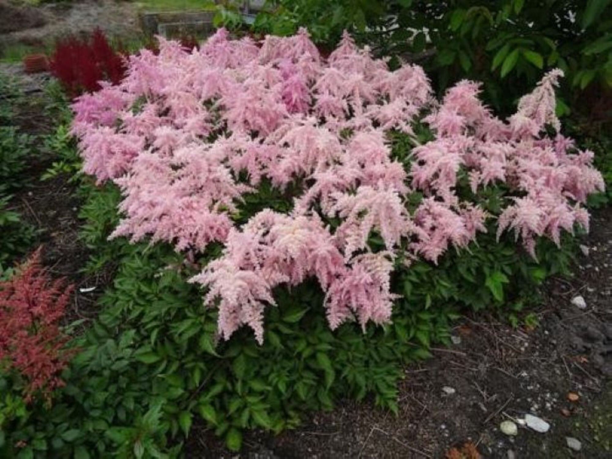 Astilbe FIREWORKS PINK sun flower chinensis arching unique hardy perennial = 1 Potted Garden Plant