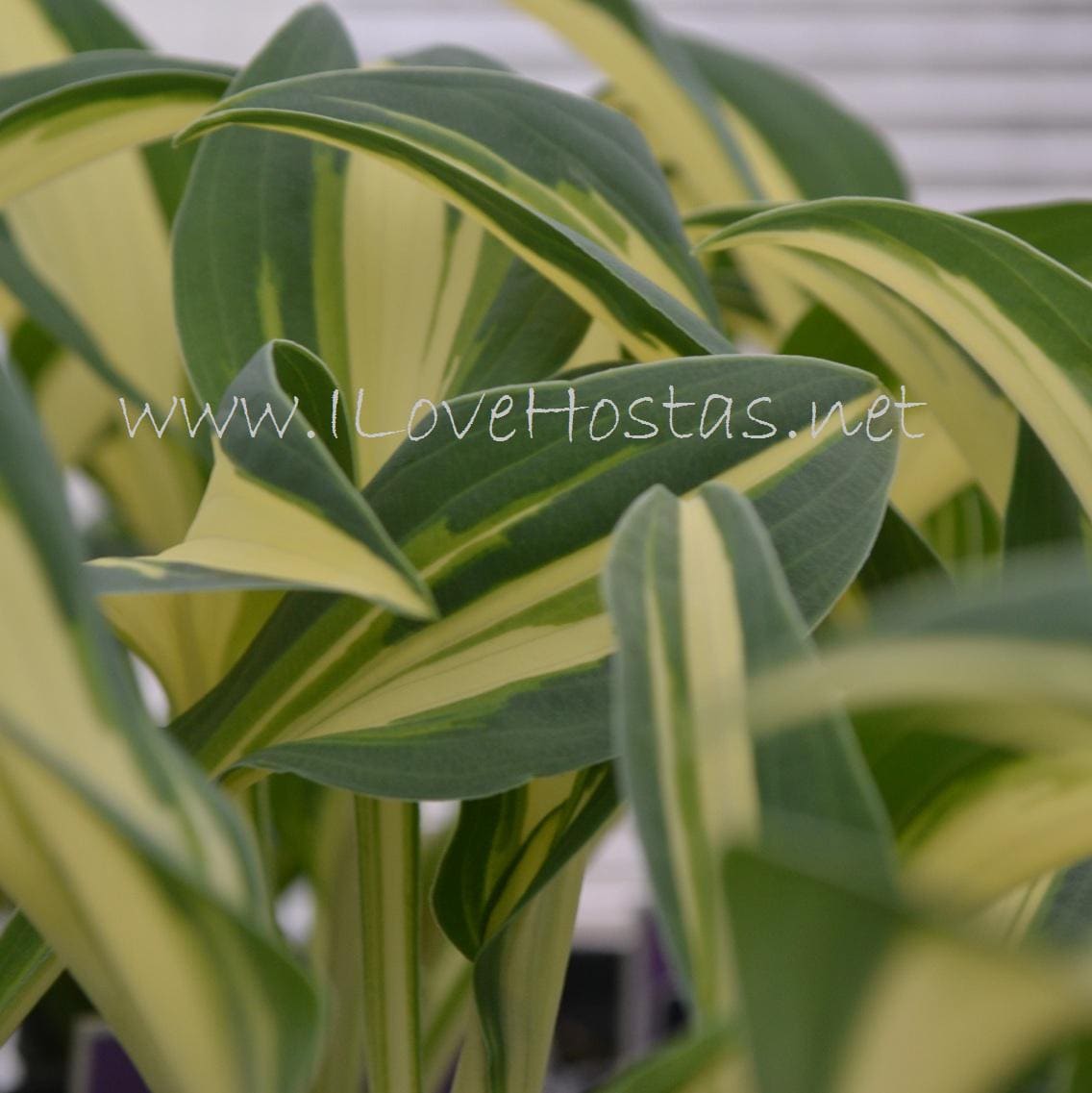 hosta LITTLE TREASURE mini blue-green tiny thick rare little perennial = 1 Potted Garden Plant