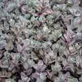 sedum BERTRAM ANDERSON blue-grey groundcover succulent short hardy perennial = 1 Potted Garden Plant
