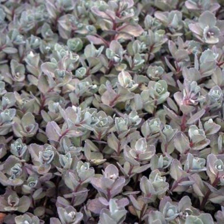 sedum BERTRAM ANDERSON blue-grey groundcover succulent short hardy perennial = 1 Potted Garden Plant