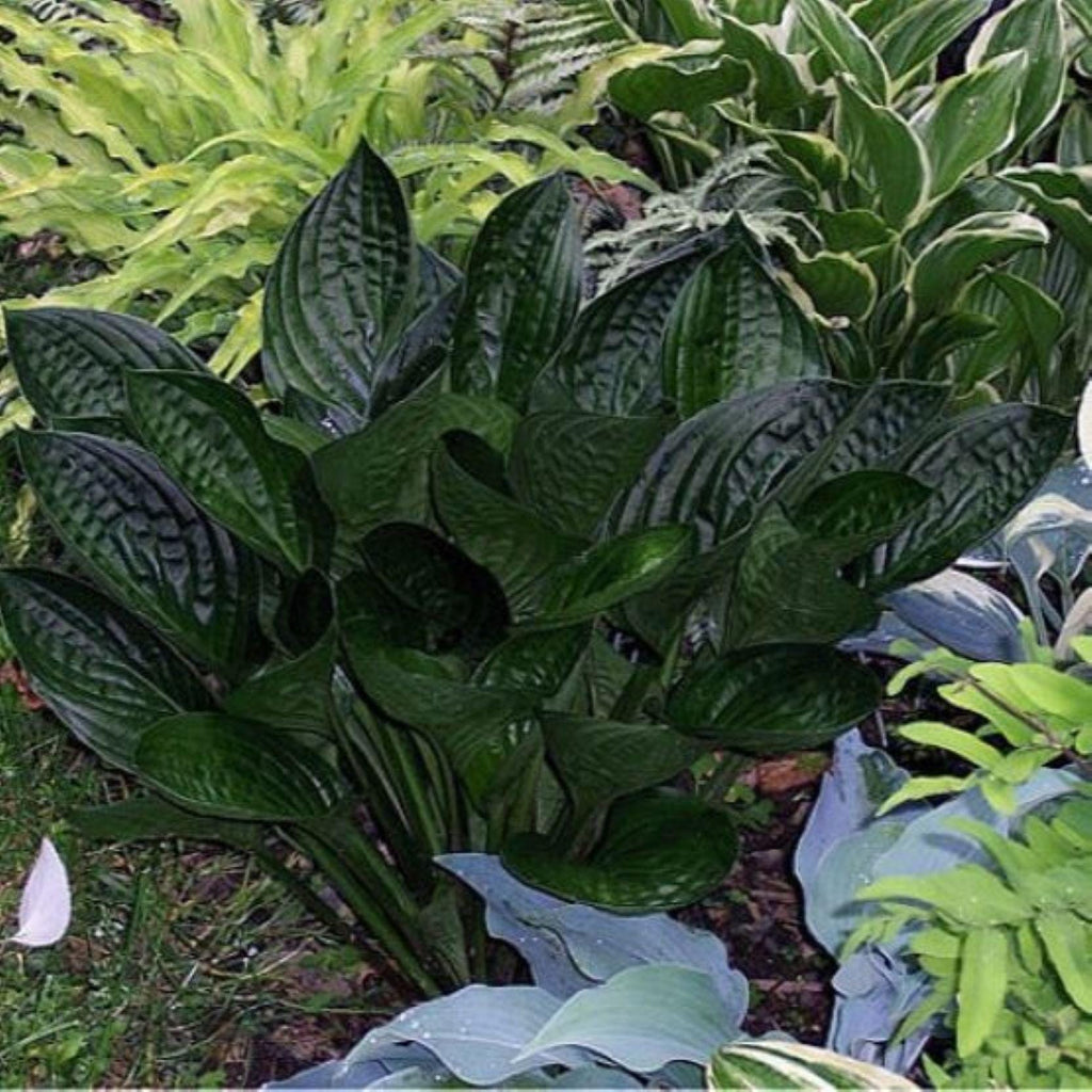 hosta MIDNIGHT OIL medium dark rare new unusual resistant perennial = 1 Potted Garden Plant