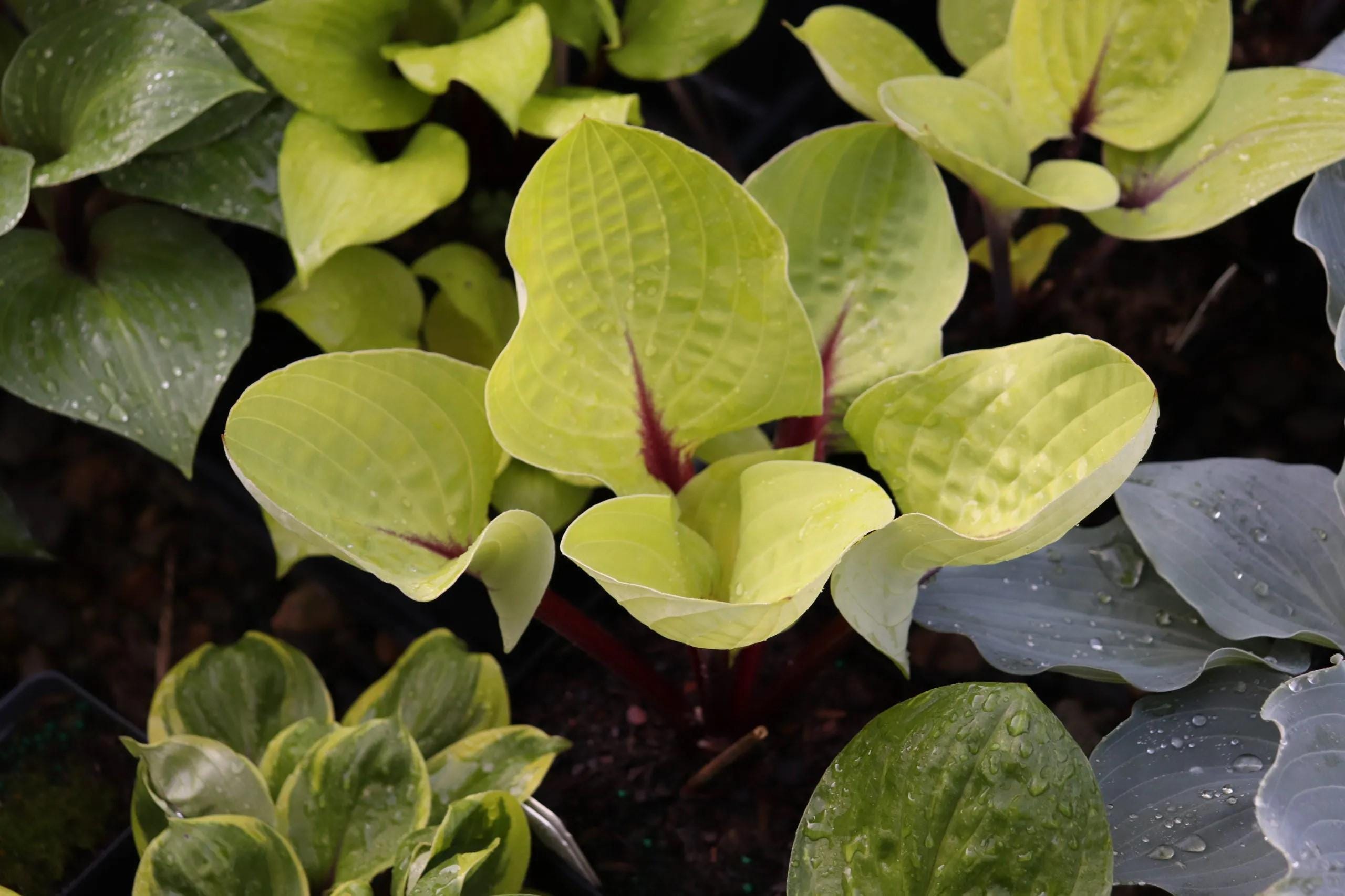 hosta RUBY EARRINGS small cupped new rare yellow red colorful flowers fast shade part sun perennial = 1 Potted Garden Plant