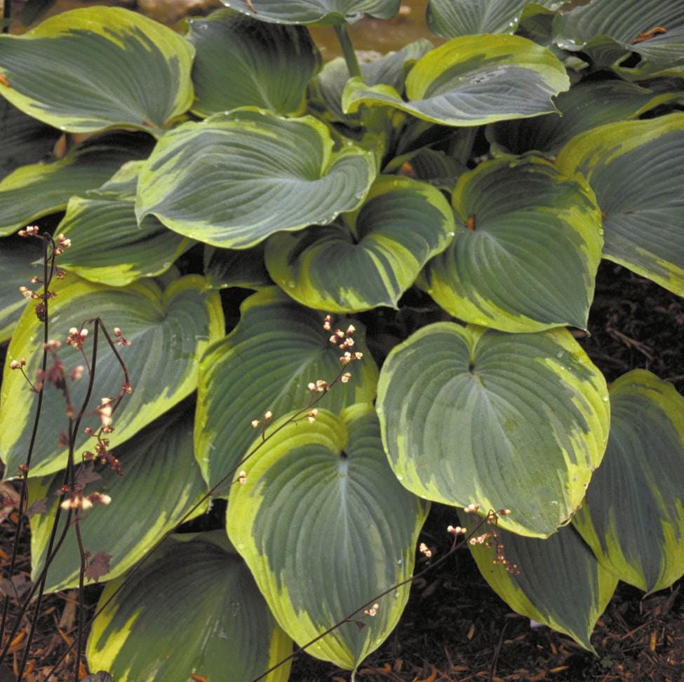 hosta EARTH ANGEL large blue award winning Designer huge giant Hosta Of The Year 2009 thick perennial = 1 Potted Garden Plant
