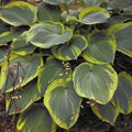 hosta EARTH ANGEL large blue award winning Designer huge giant Hosta Of The Year 2009 thick perennial = 1 Potted Garden Plant