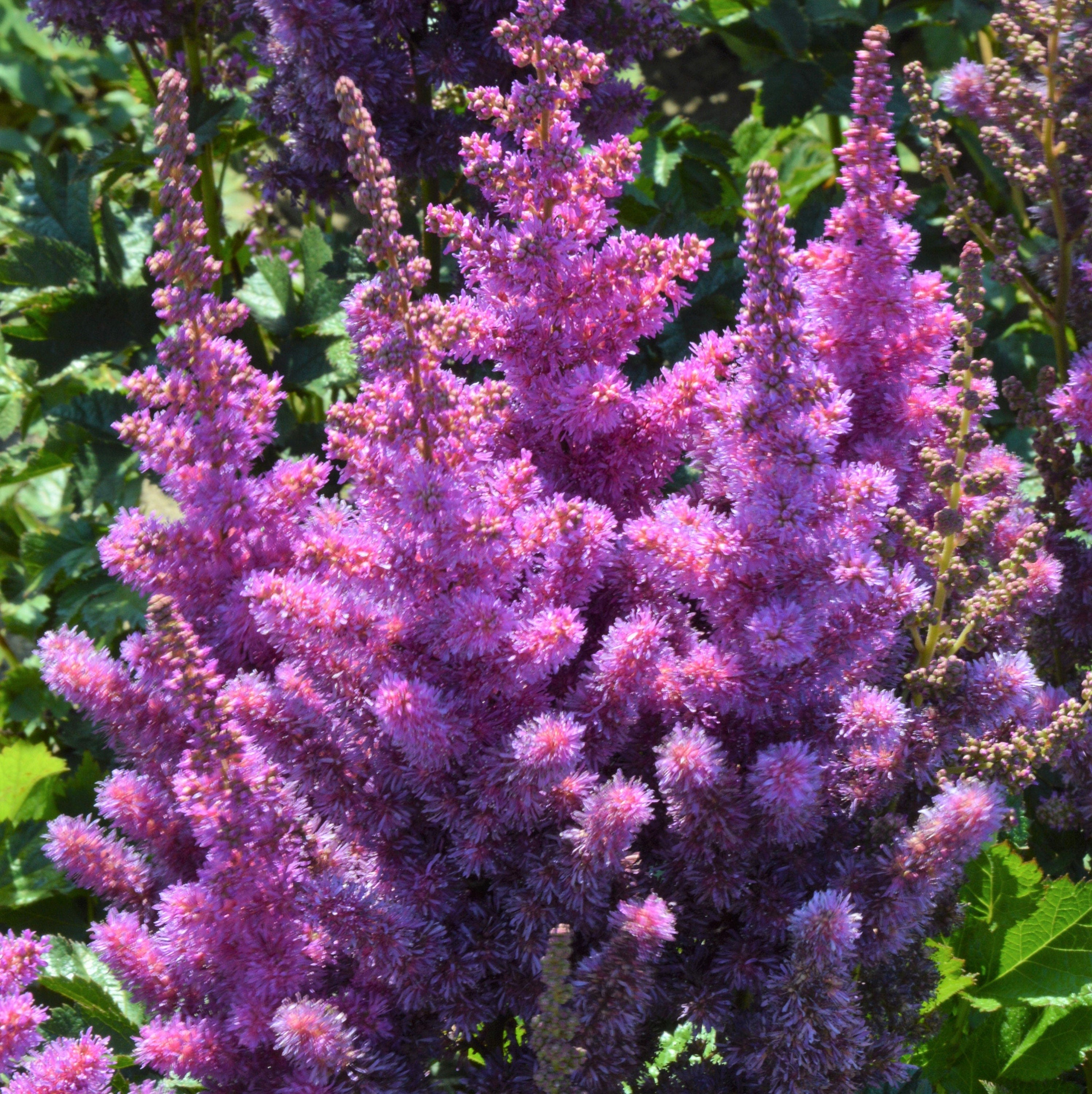 Astilbe BLACK PEARLS sun purple unique flower chinensis hardy perennial = 1 Potted Garden Plant