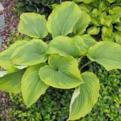 hosta MICHIGANDER large wavy new rare rippled perennial = 1 Potted Garden Plant
