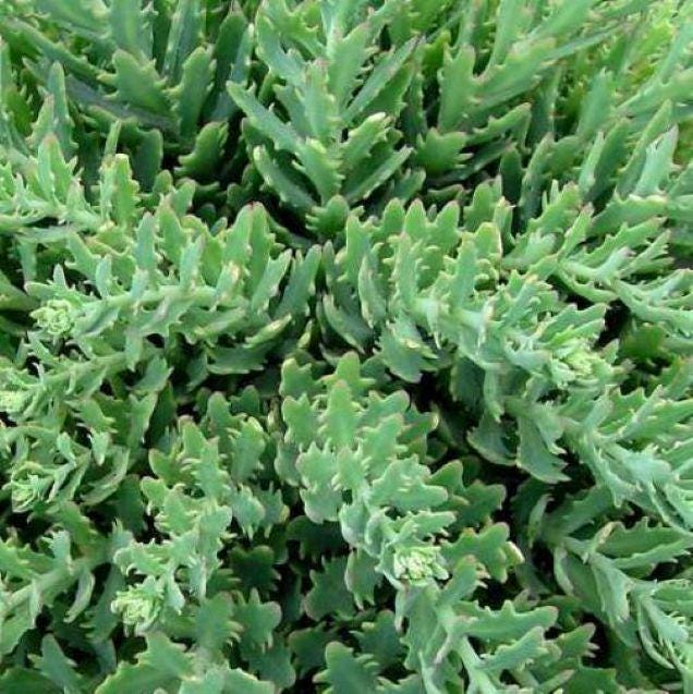 sedum THUNDERCLOUD upright stonecrop succulent texture thick hardy perennial = 1 Potted Garden Plant