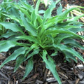 hosta BRIAR PATCH small new wavy blue rare little rippled ruffled tangled perennial = 1 Potted Garden Plant