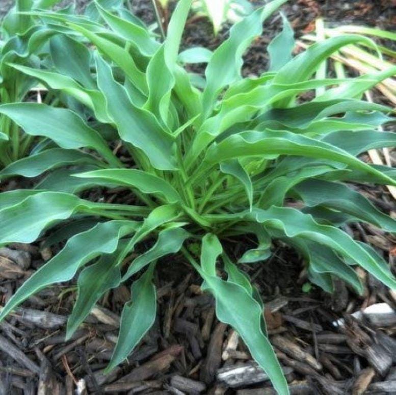 hosta BRIAR PATCH small new wavy blue rare little rippled ruffled tangled perennial = 1 Potted Garden Plant