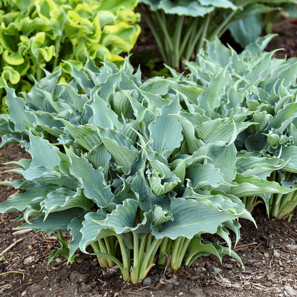 hosta WATERSLIDE small blue Shadowlands healthy wavy ruffled rippled perennial = 1 Potted Garden Plant