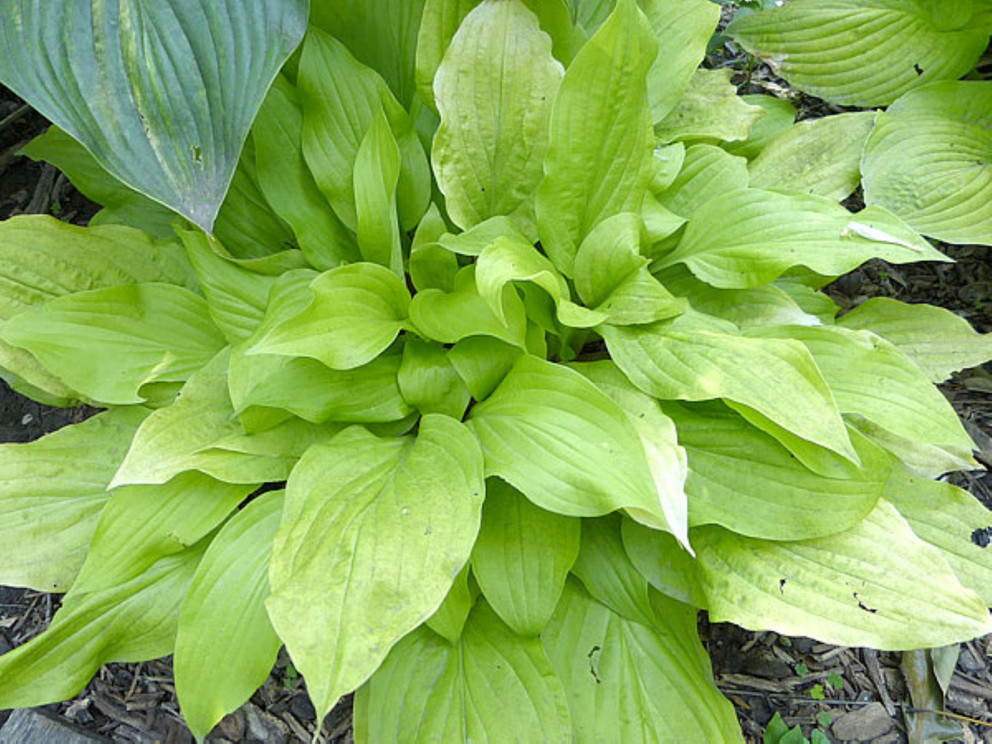 hosta SUN WORSHIPER small bright yellow pale translucent gold rare shade perennial = 1 Potted Garden Plant