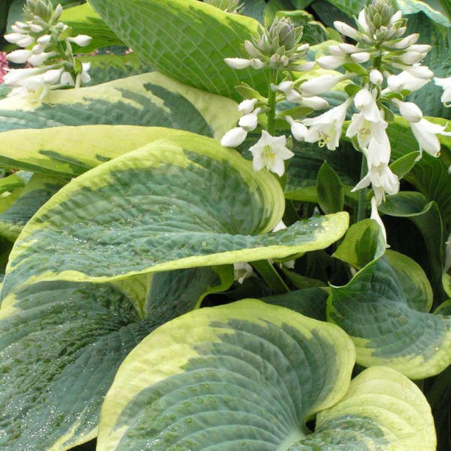 hosta AMERICAN HALO large blue classic intense wavy thick corrugated perennial = 1 Potted Garden Plant